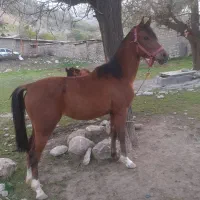 فروش اسب