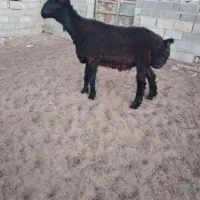 قوچ یک ساله