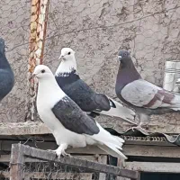 کبوتر بلند پرواز|پرنده|سیرجان, |دیوار