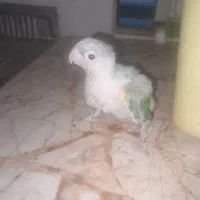 جوجه گرینچیک آناناسی