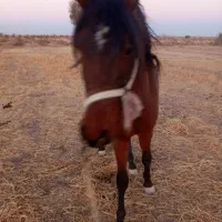 اسب|اسب و تجهیزات اسب‌سواری|دشتابی, |دیوار