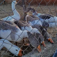 قوغاز اوکراینی