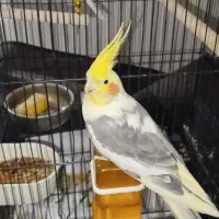 عروس هلندی نر سخنگو