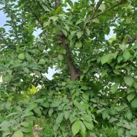 فروش باغ ۱۰۰۰متری در شاهنامه ۷۶ دور دیوار|فروش زمین و ملک کلنگی|مشهد, شمس آباد|دیوار