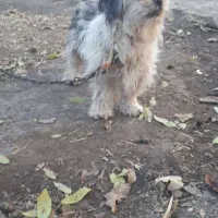 سگ ماده تریر