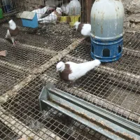 یک جفت طوق سرخ