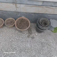 گلدان|گل و گیاه طبیعی|زنجان, |دیوار
