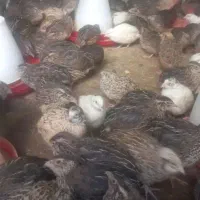 فروش جوجه بلدرچین