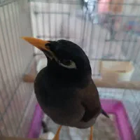مرغ مینا سخنگو زیر دوسال