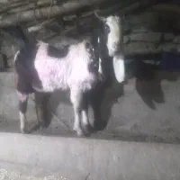 نربز|حیوانات مزرعه|رضویه, |دیوار