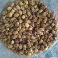 زاهدی رسید|خوردنی و آشامیدنی|هندمینی, |دیوار