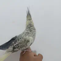 عروس هلندی|پرنده|قم, قلعه کامکار|دیوار