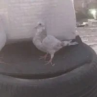 کبوتر|پرنده|بیلوار, |دیوار