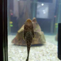 ماهی آکواریوم لجنخوار