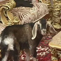 بره نر ۲ماهه|حیوانات مزرعه|تبریز, |دیوار