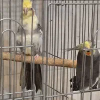 دو عدد عروس هلندی نر