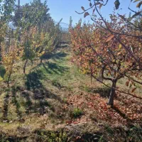 زمین کشاورزی