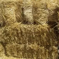 پرس گندم