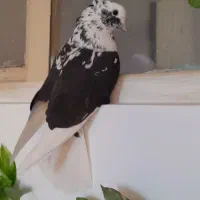 کبوتر