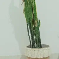 تزئینی