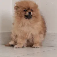 پامرین خانگی|سگ|تهران, عباسی|دیوار