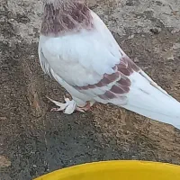 کبوتر خال پیس باخت رفته