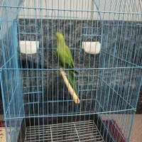 طوطی ملنگو|پرنده|آمل, |دیوار