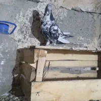 کبوتر سوسکی