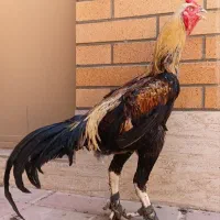 لاری|حیوانات مزرعه|گرمسار, |دیوار