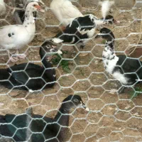 اردک اسرائیلی نر و ماده سرحال