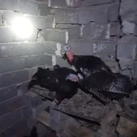 مرغ خروس ودوتا بقلمون نرماده