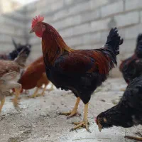 5عدد خروس درجه یک