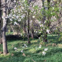 فروش باغ در روستای مزلقان|فروش زمین و ملک کلنگی|نوبران, |دیوار