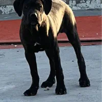 کنکورسو نر و ماده|سگ|کارون, |دیوار