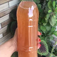 نعناع خشک آبغوره|خوردنی و آشامیدنی|بندر گز, |دیوار