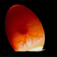 تخم عروس هلندی لوتینو