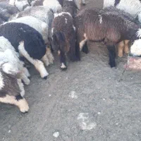 گوسفند|حیوانات مزرعه|اهواز, کوی علوی|دیوار