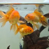 گلدفیش|ماهی|باسمنج, |دیوار