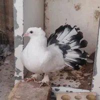 کفتر دم چتری|پرنده|یزد, |دیوار