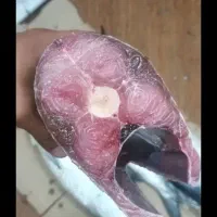 ماهی میگو تازه وبدون استخوان وگوشتی جنوب ومیگو|خوردنی و آشامیدنی|بجنورد, |دیوار