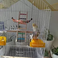 عروس هلندی دستی