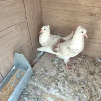 جوجه دوکت هفت رنگ|پرنده|فولادشهر, B8|دیوار