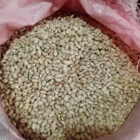 لوبیا چیتی تازه|خوردنی و آشامیدنی|قصابه, |دیوار