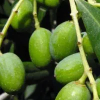 خرید زیتون روغنی