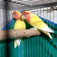 فنچ کینگ کوتوله مرغ عشق عروس