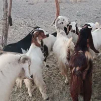 گوسفند بز فروشی|حیوانات مزرعه|بلوک, |دیوار