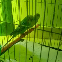 مرغ عشق|پرنده|تهران, زرکش|دیوار