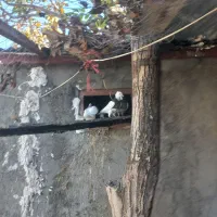 کبوتر طوق پاک|حیوانات|بیستون, |دیوار