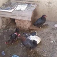 ۴ مرغ تخم گذار|حیوانات مزرعه|خوی, |دیوار