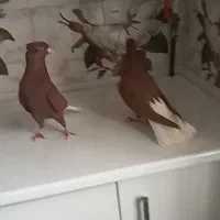 کبوتر دمسفید جفت کاکلی|پرنده|میلاجرد, |دیوار